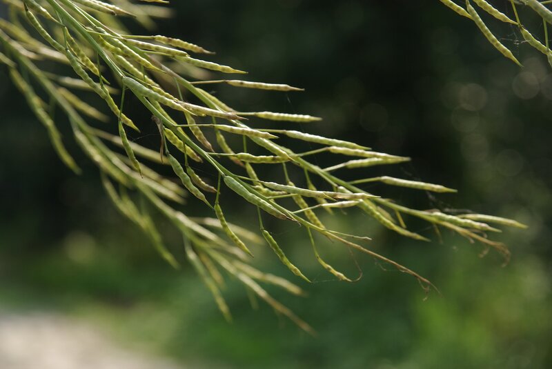 Green Seed Pods on Branch — Natural