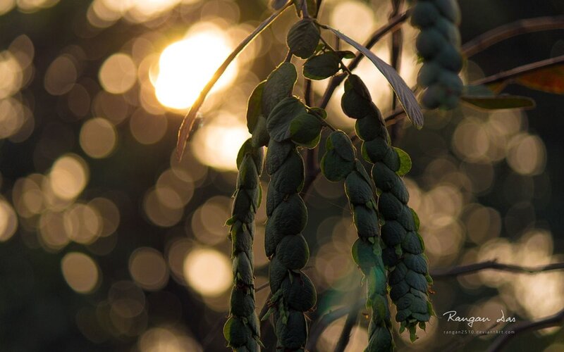 Green Seed Pods on Branch