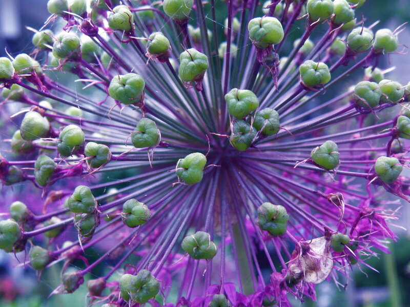Green Seed Pods on Purple Flower