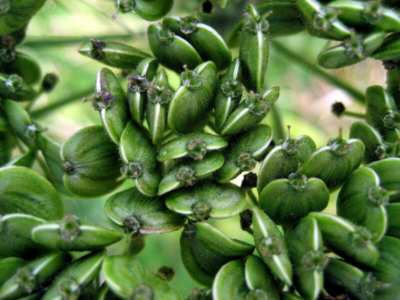 Green Seed Pods