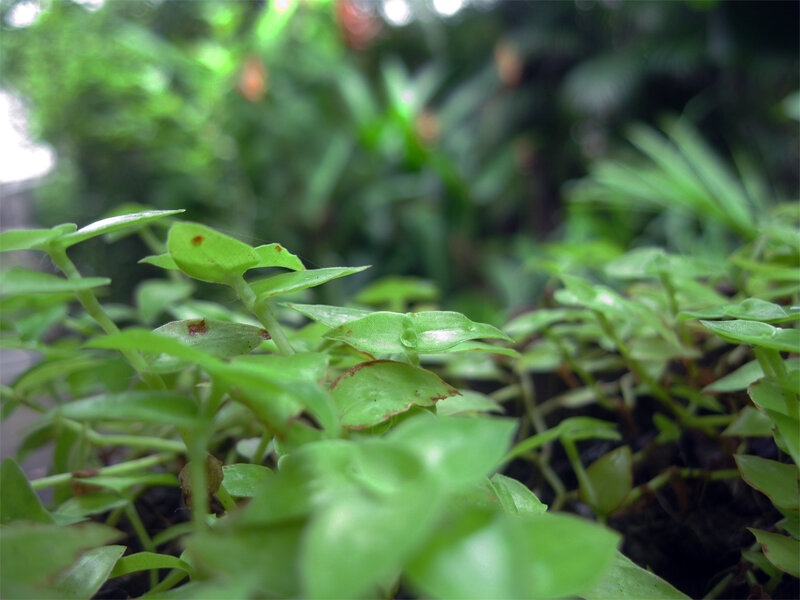 Green Seedlings in Soil