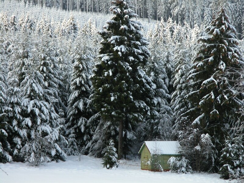 Green Shed in Forest