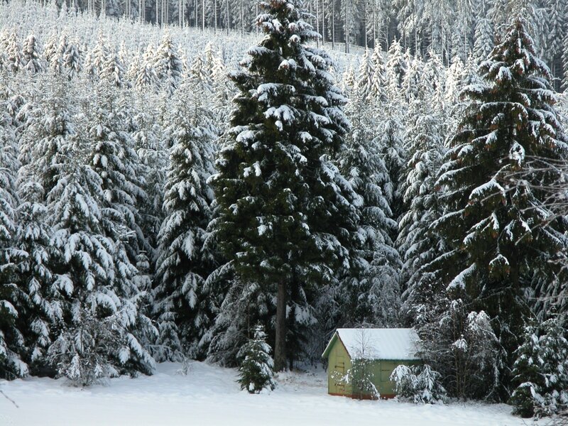 Green Shed in Snow
