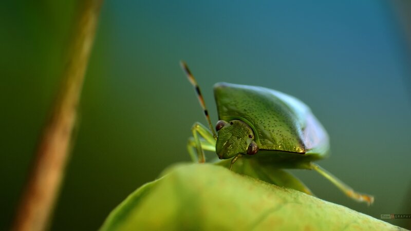Green Shield Bug — Calm, Photograph