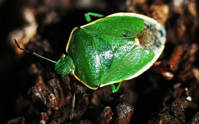 green shield bug on bark