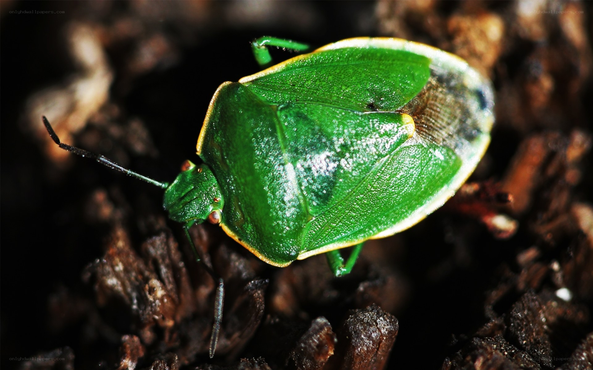 green shield bug on bark
