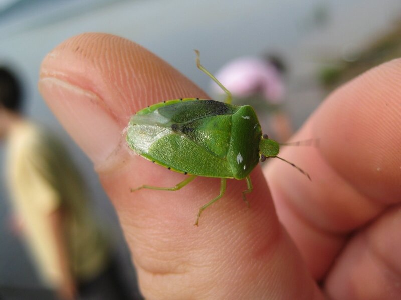 green shield bug on finger