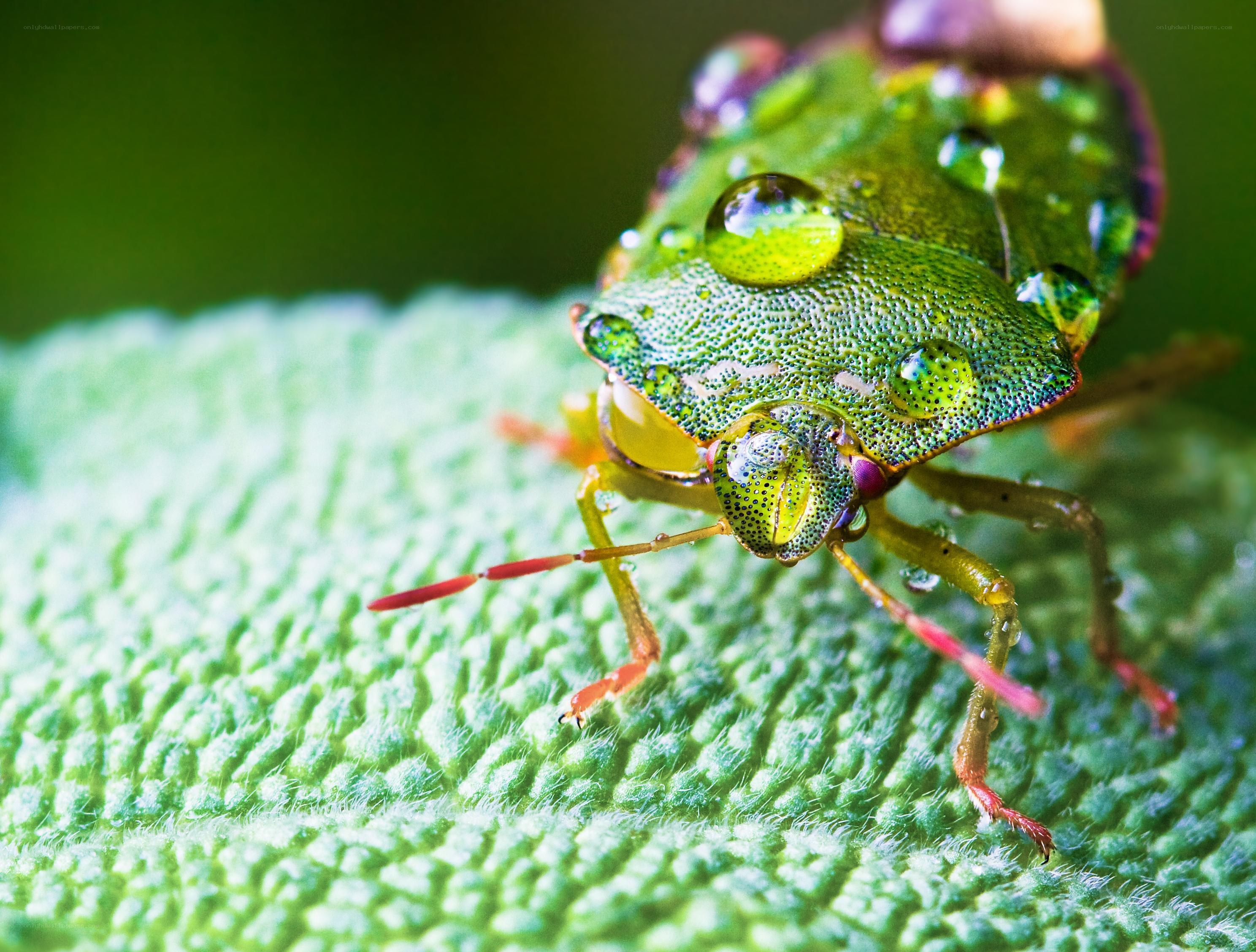 Green shield bug on leaf