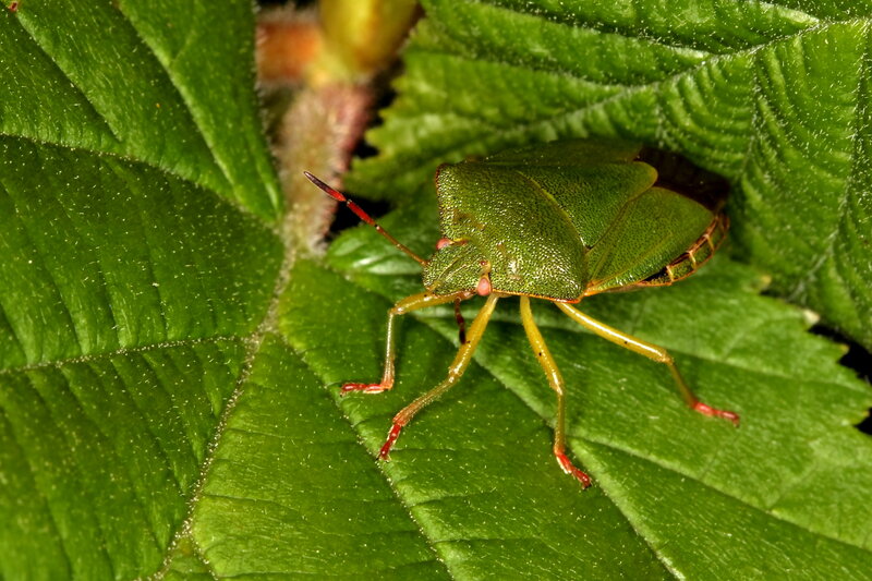 green shield bug on leaf