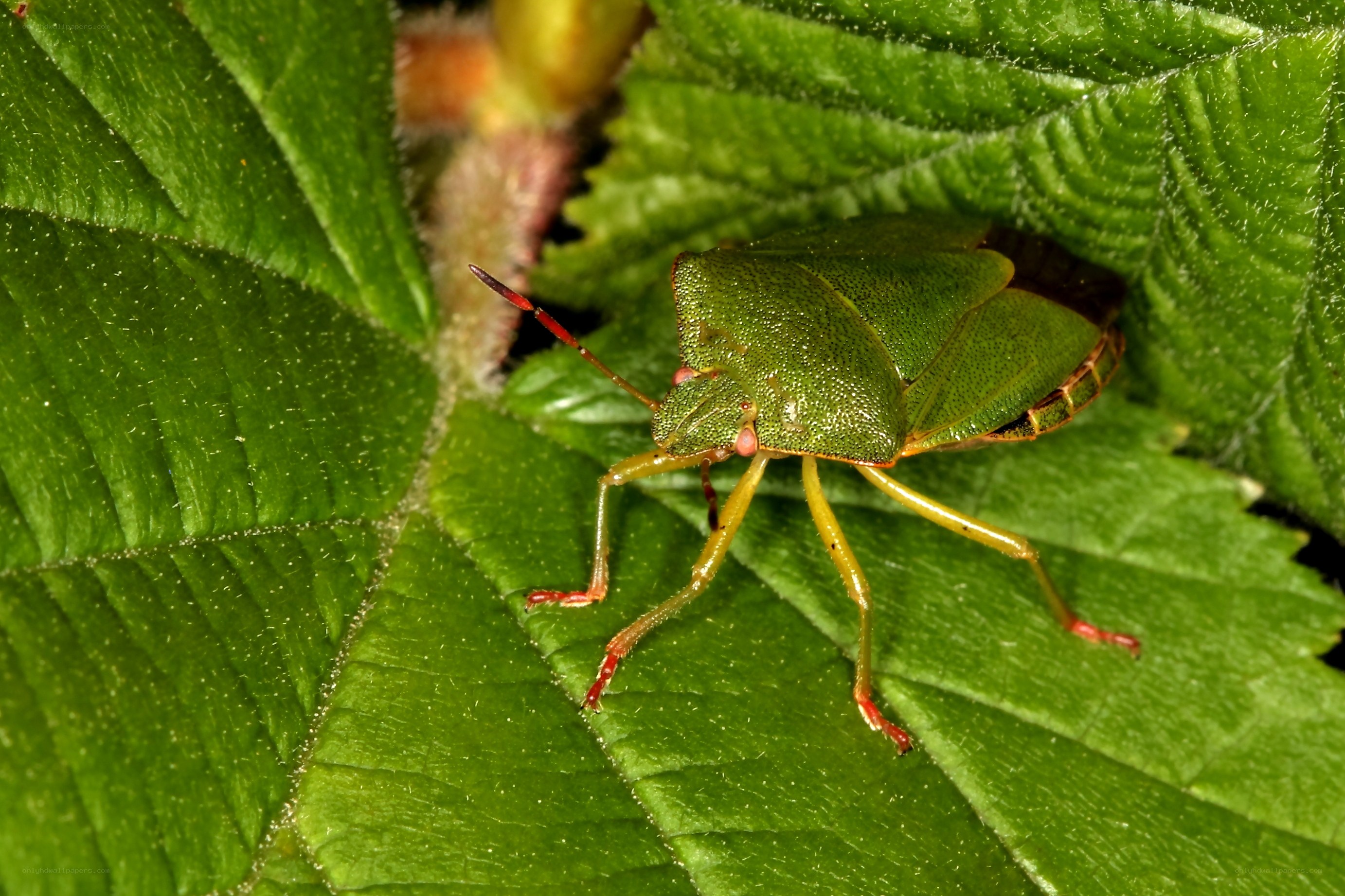 green shield bug on leaf