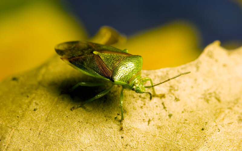 green shield bug on leaf