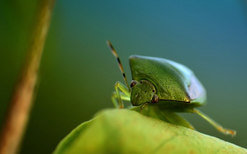 green shield bug on leaf