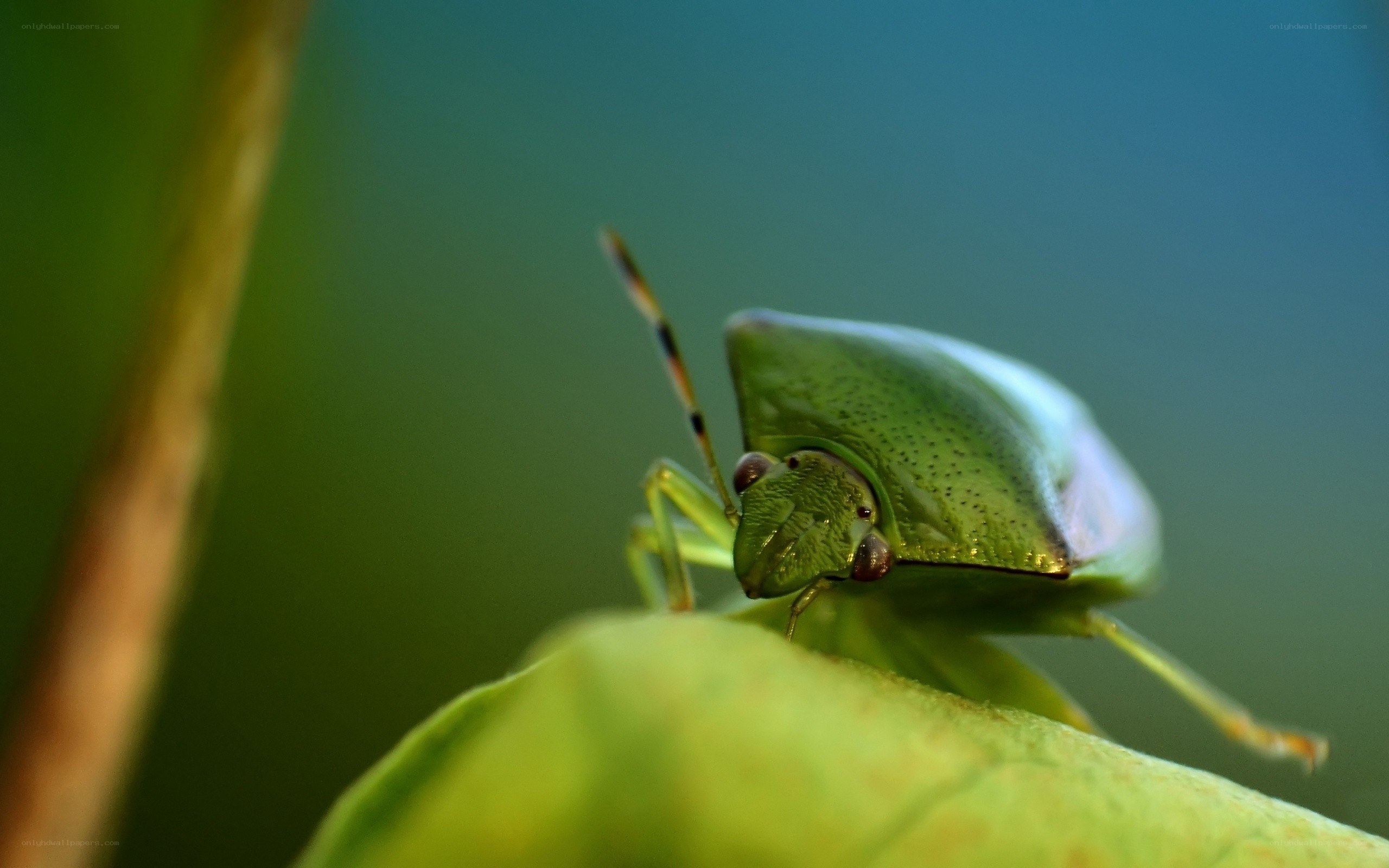 green shield bug on leaf