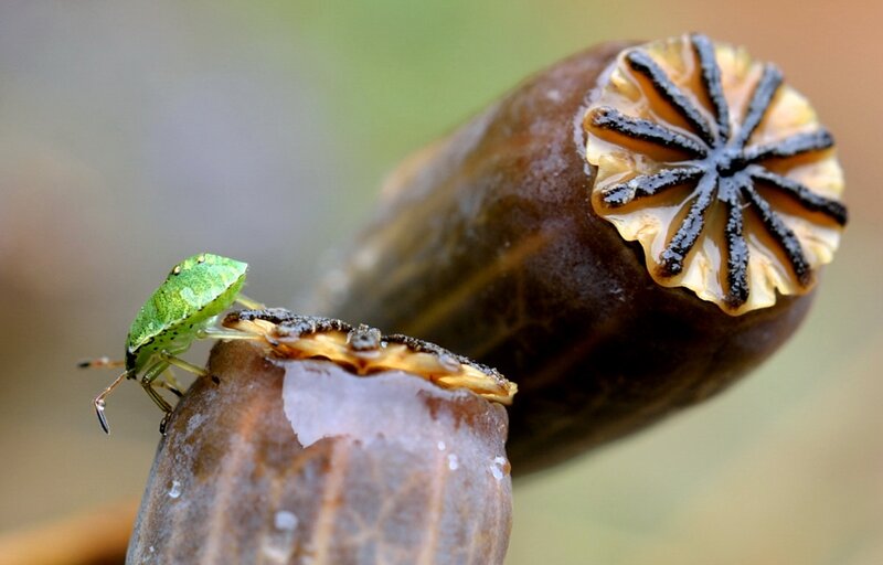 Green Shield Bug on Seed Pod