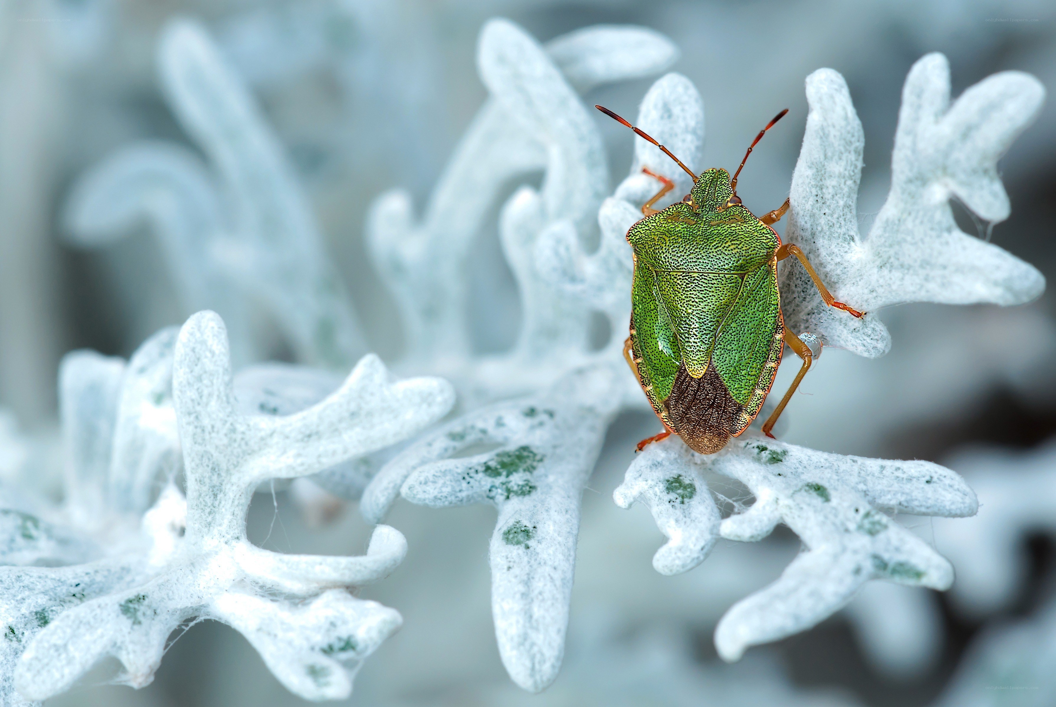 green shield bug on white plant
