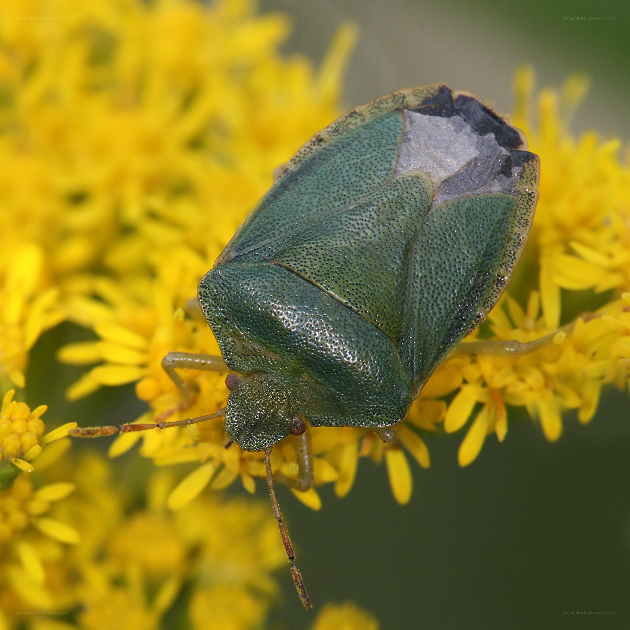 green shield bug on yellow flowers