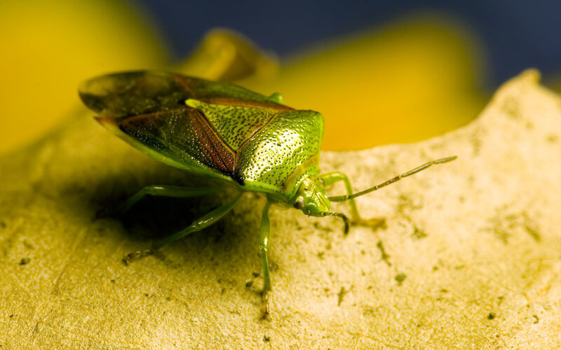 Green Shield Bug