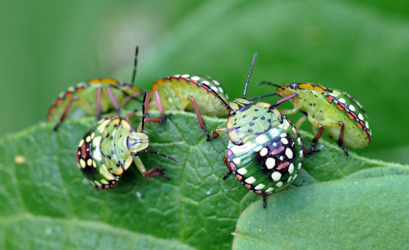 green shield bugs on leaf