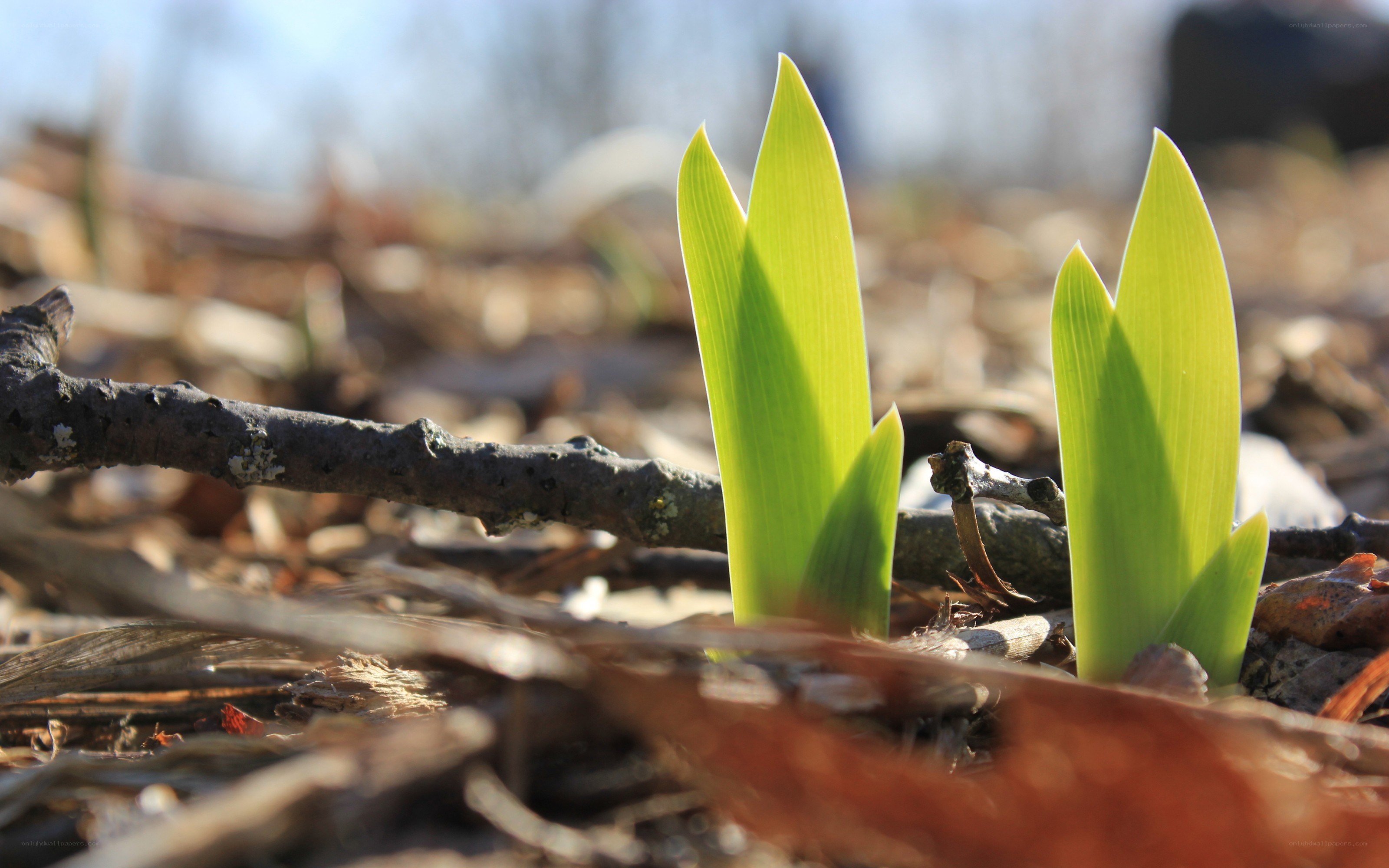 Green shoots emerging from soil