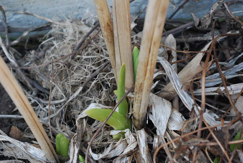 Green Shoots Emerging — Natural