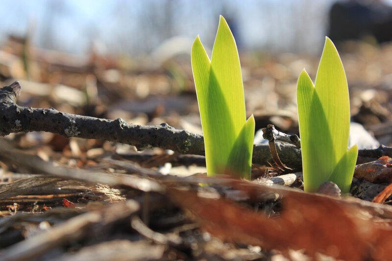 Green Shoots Emerging — Serene