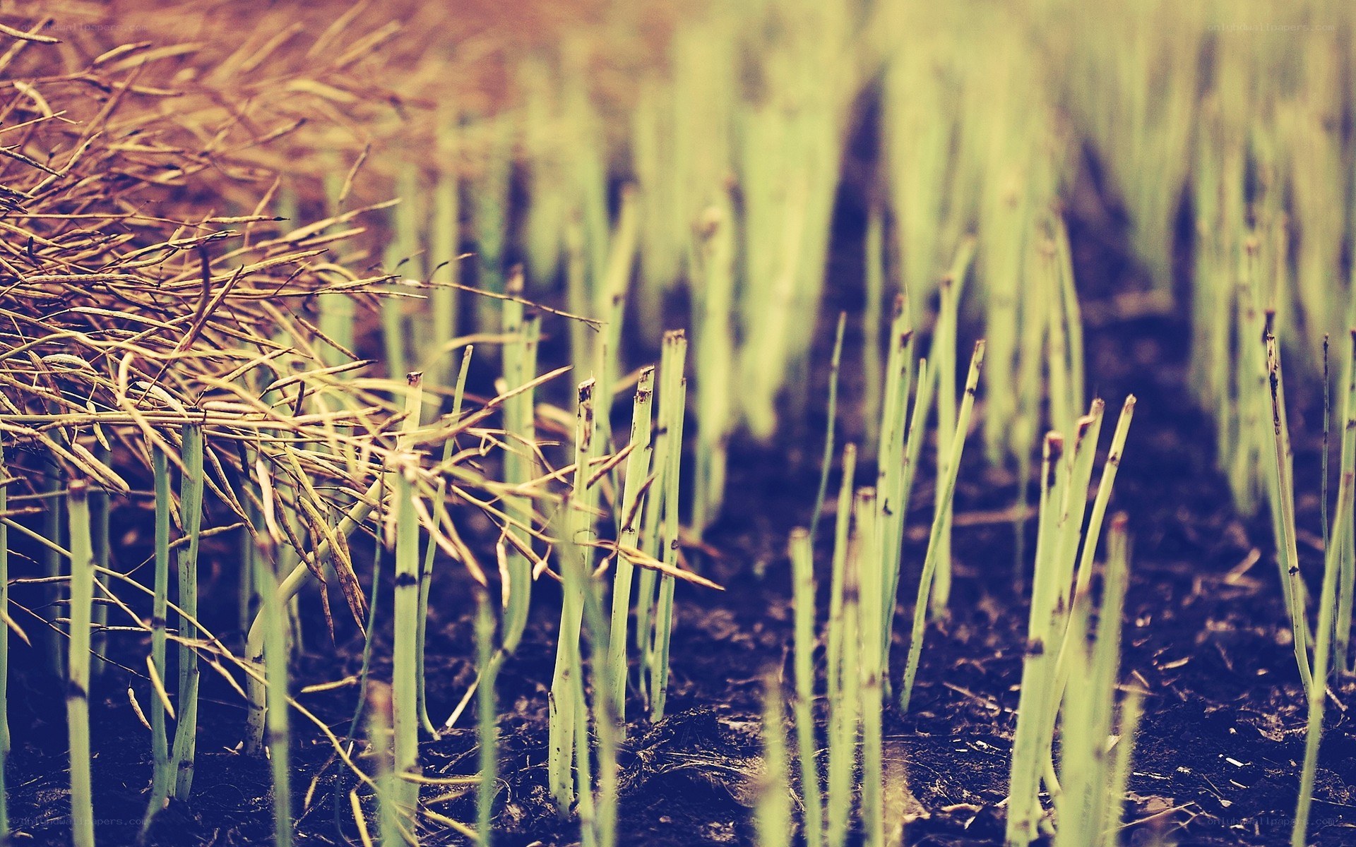 Green shoots in a field