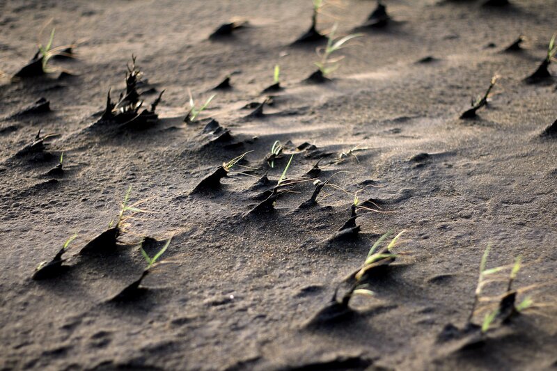Green Shoots in Soil — Brown