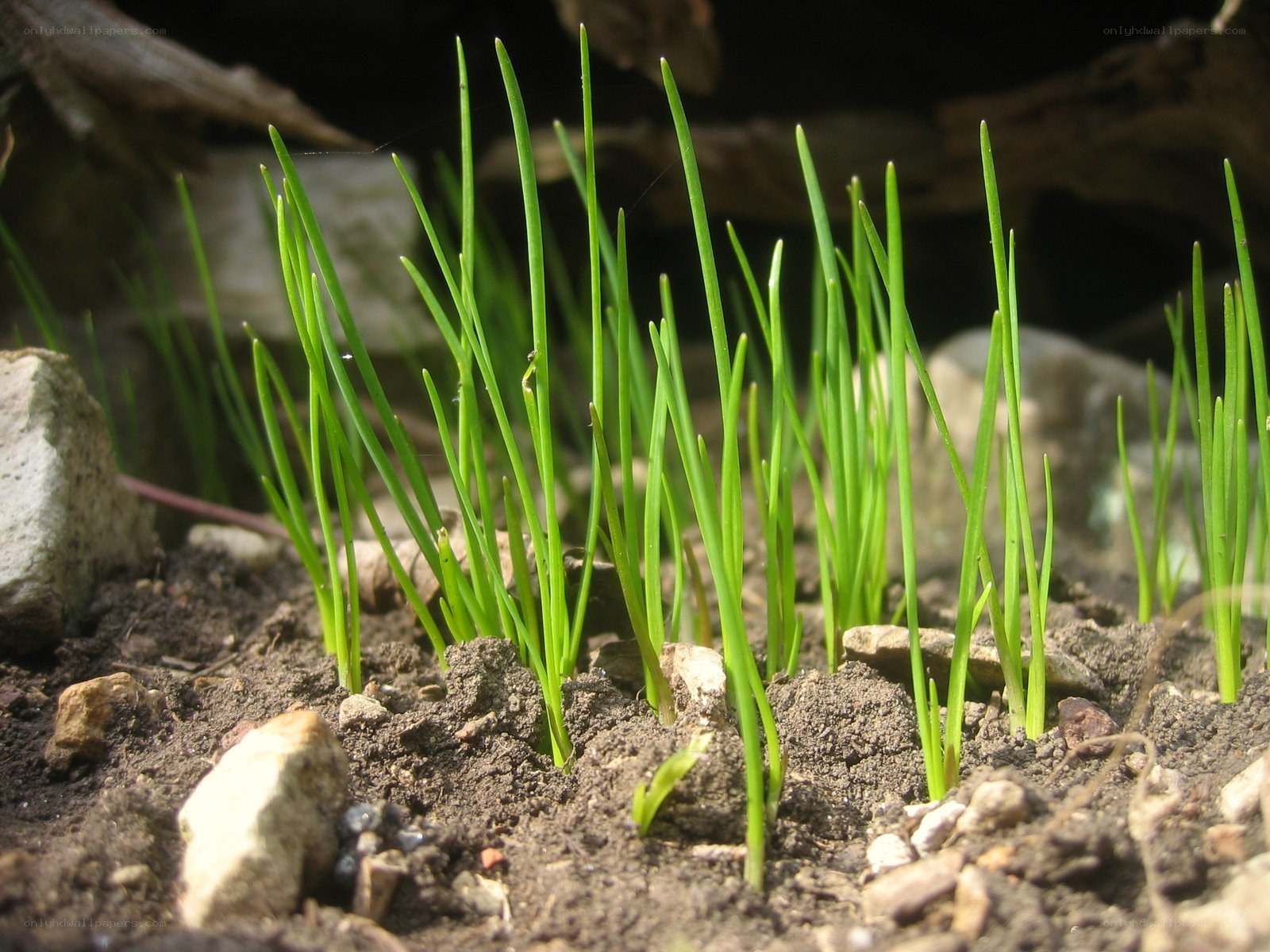 green shoots in soil