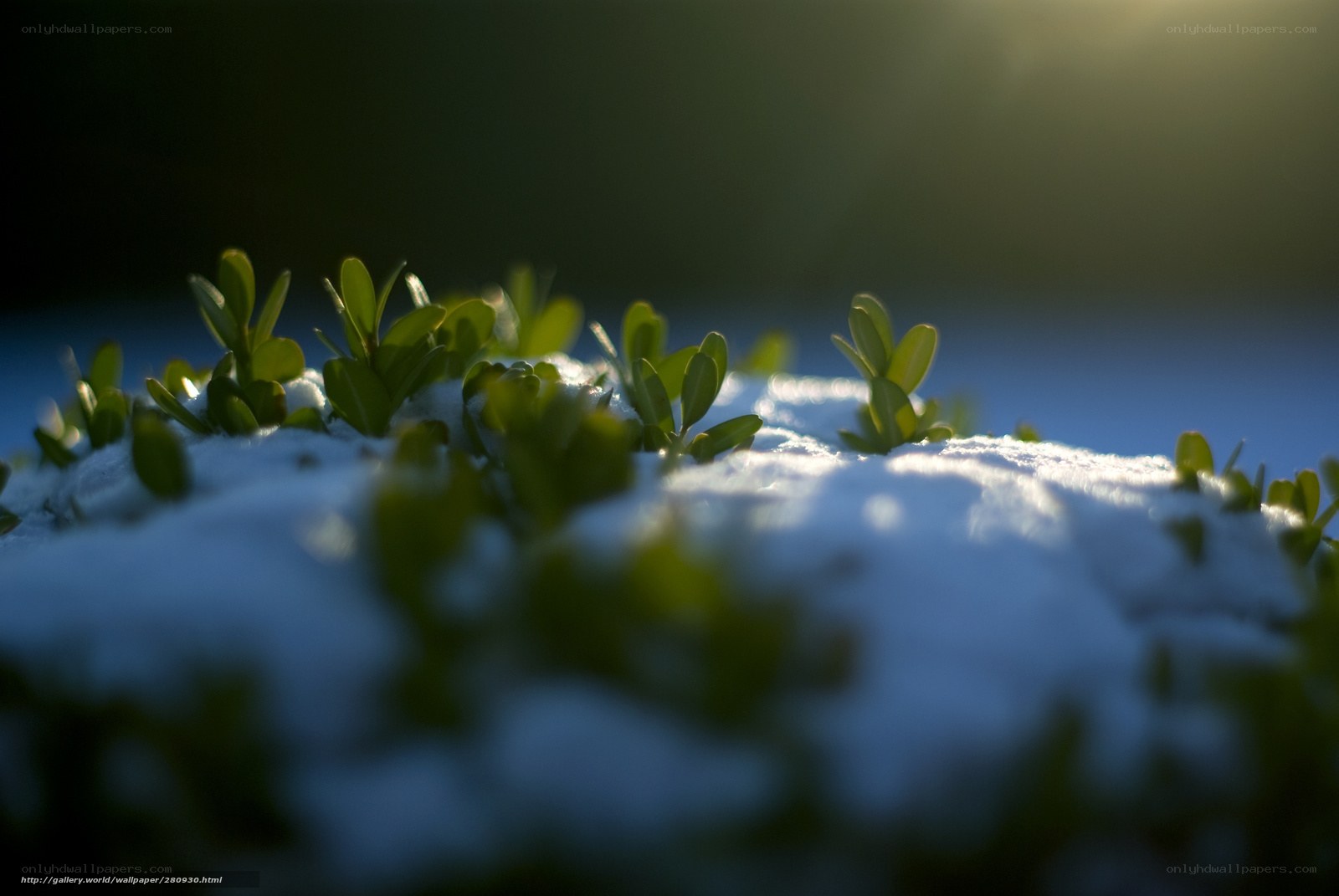 Green shoots through snow