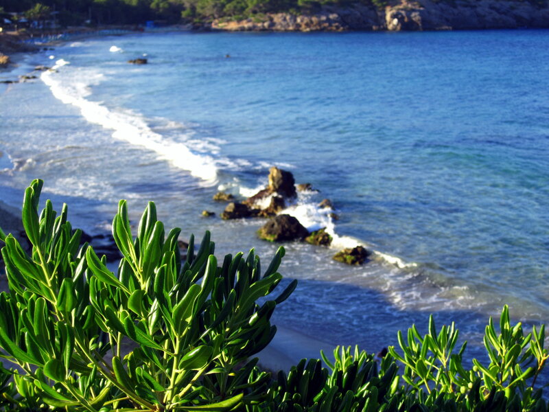 Green Shrub by Ocean