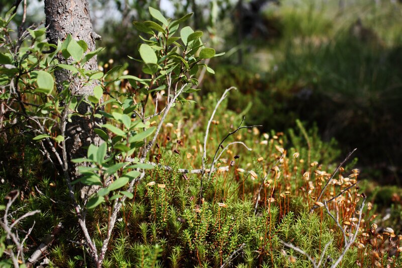 Green Shrub in Forest