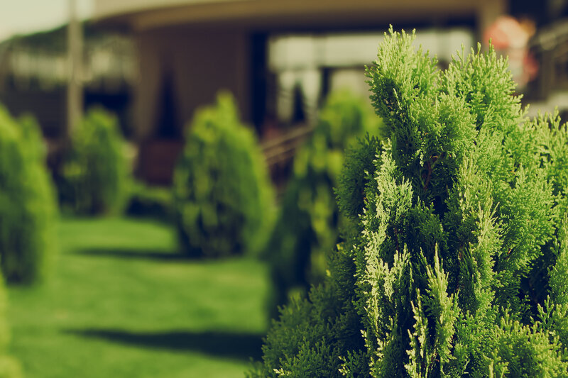 Green Shrub in Garden