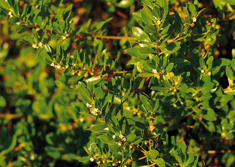 Green Shrub with Berries — Natural