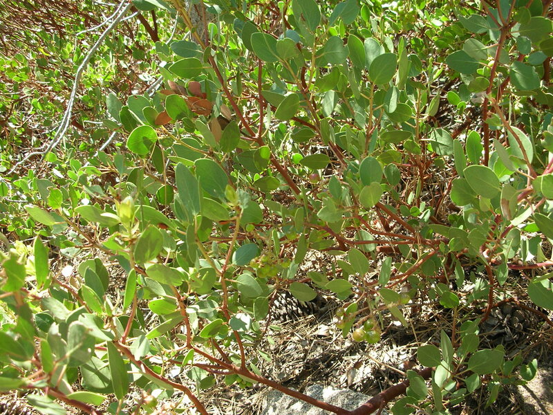Green Shrub with Berries