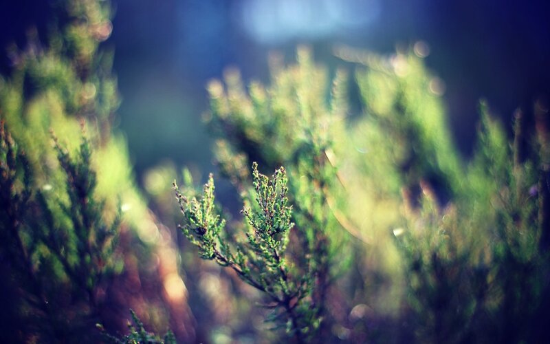 Green Shrubbery in Focus