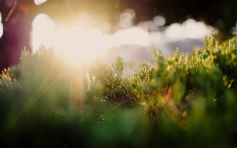 Green Shrubbery in Sunlight