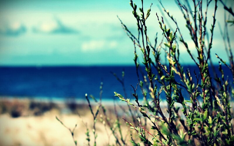 Green Shrubs by Ocean