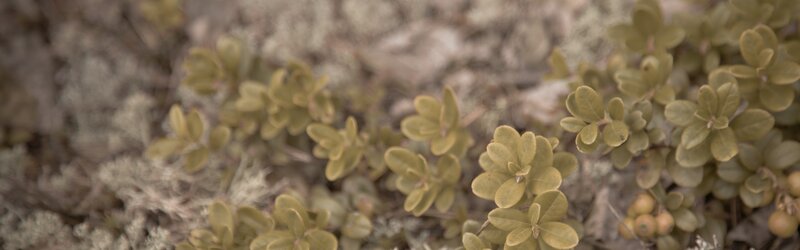 green shrubs in a forest