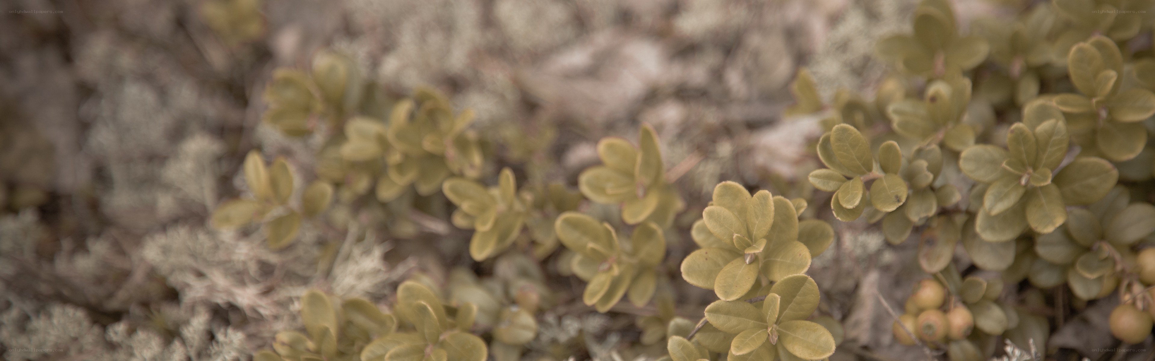 green shrubs in a forest