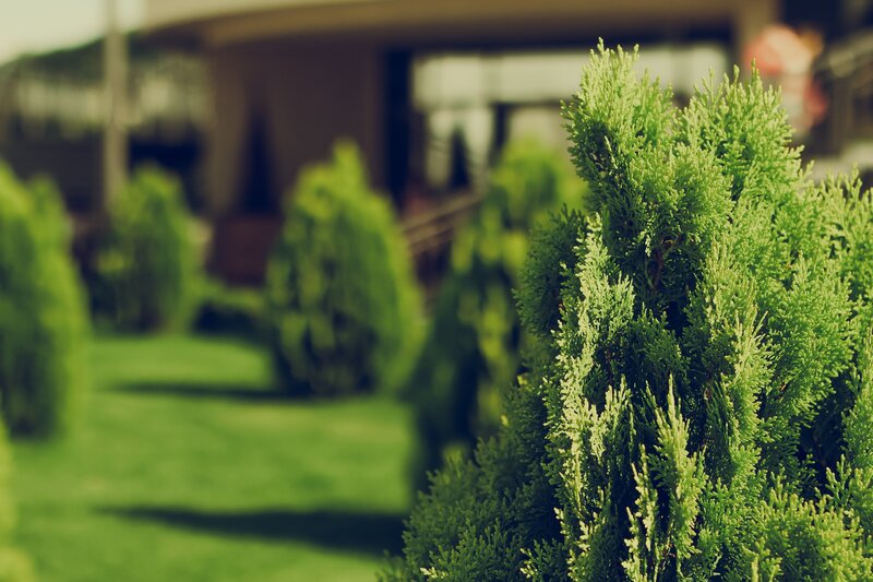 Green Shrubs in Garden