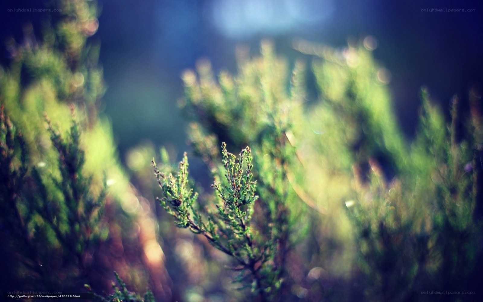 Green shrubs in soft focus