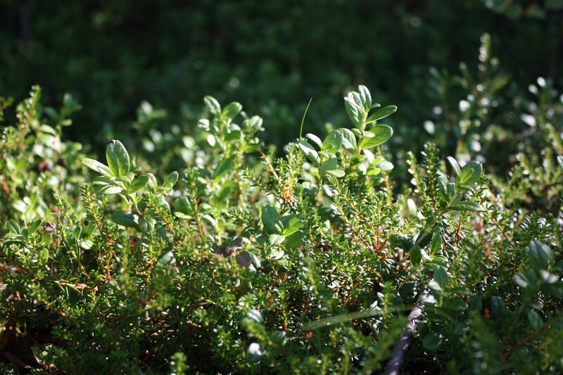 Green Shrubs in Sunlight