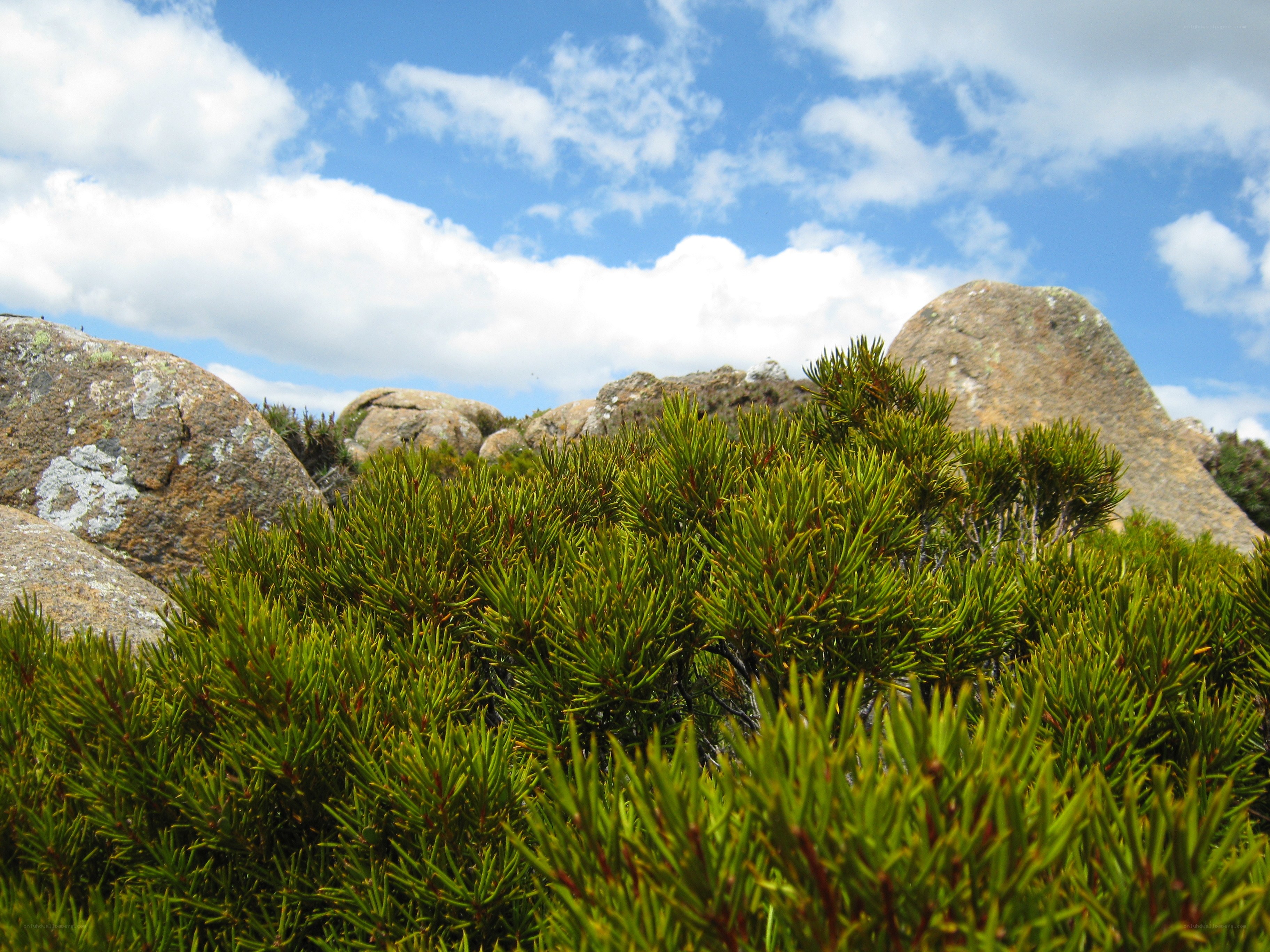 Green shrubs on rocky hillside