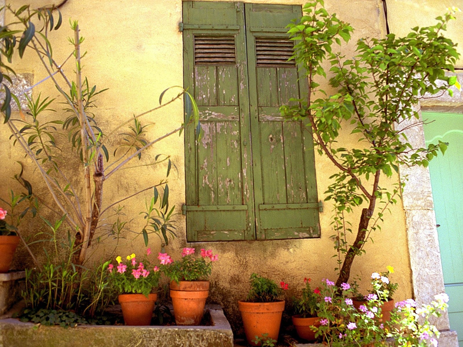 green shutters and potted plants