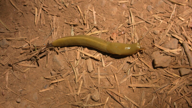 Green Slug on Soil