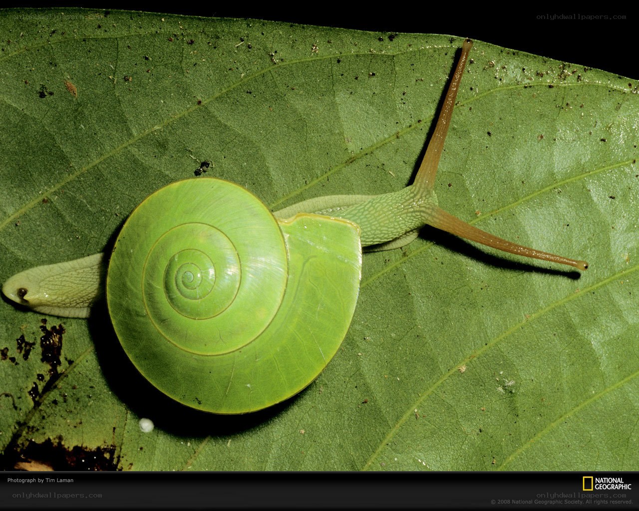 Green snail on a leaf