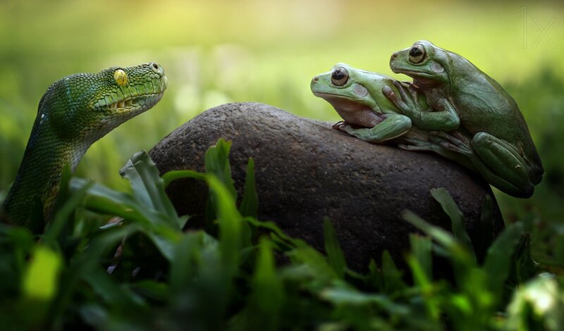 Green Snake and Frogs
