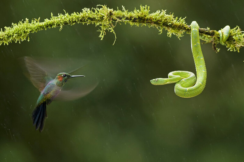 Green Snake and Hummingbird
