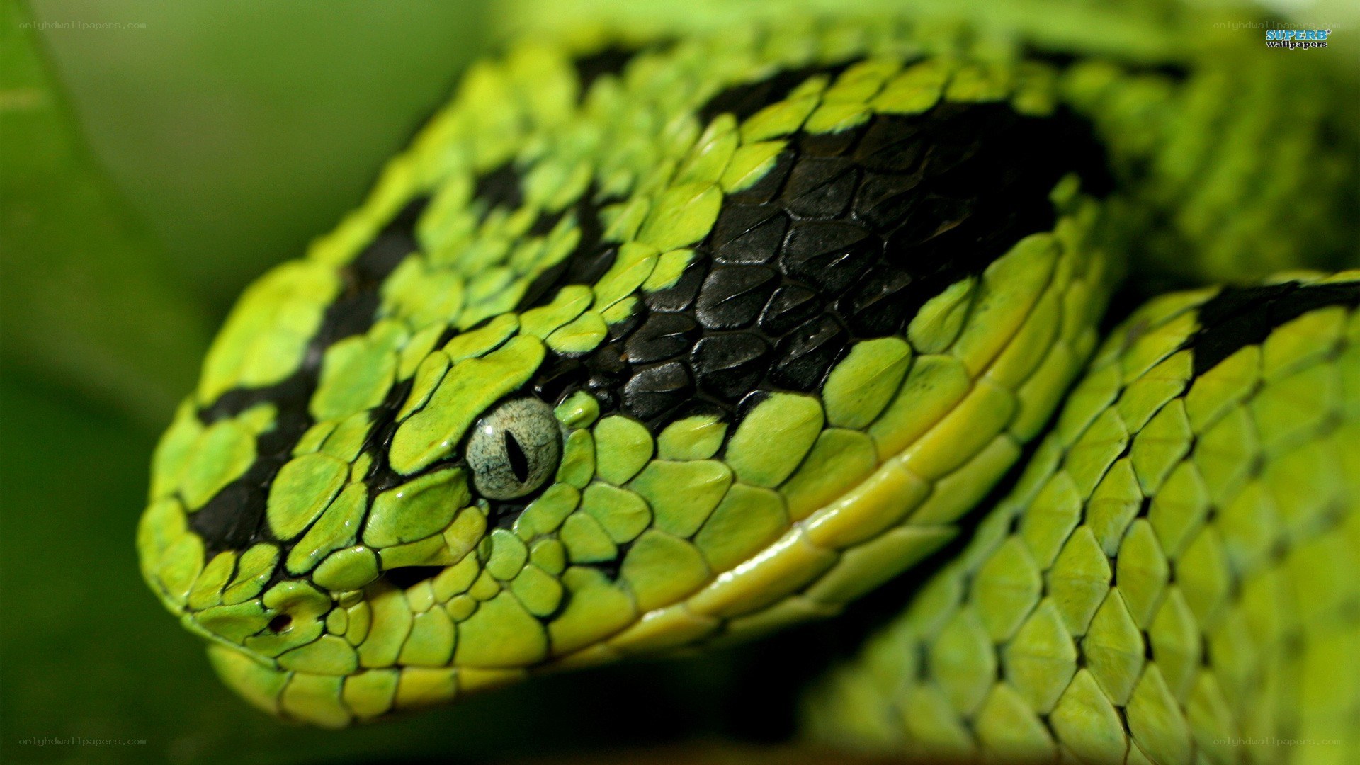 green snake close-up