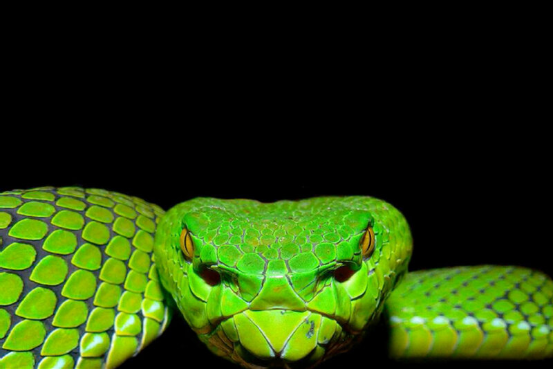 green snake close-up